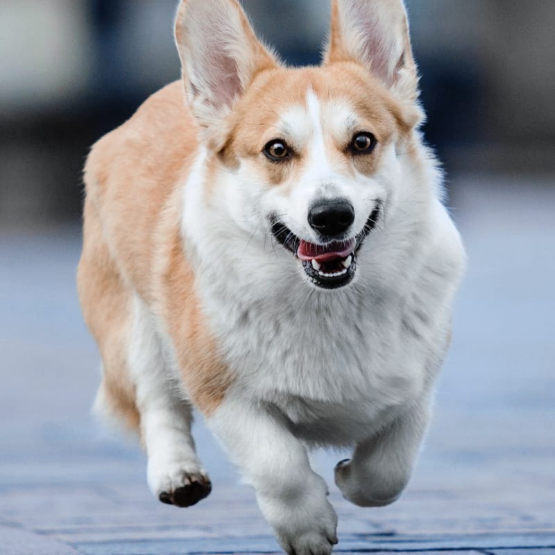 Veterinary Diagnostics and Lab in San Mateo