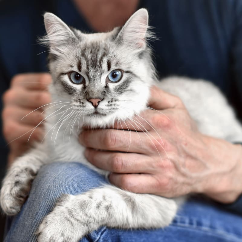 Veterinary Surgeries, San Mateo Vets