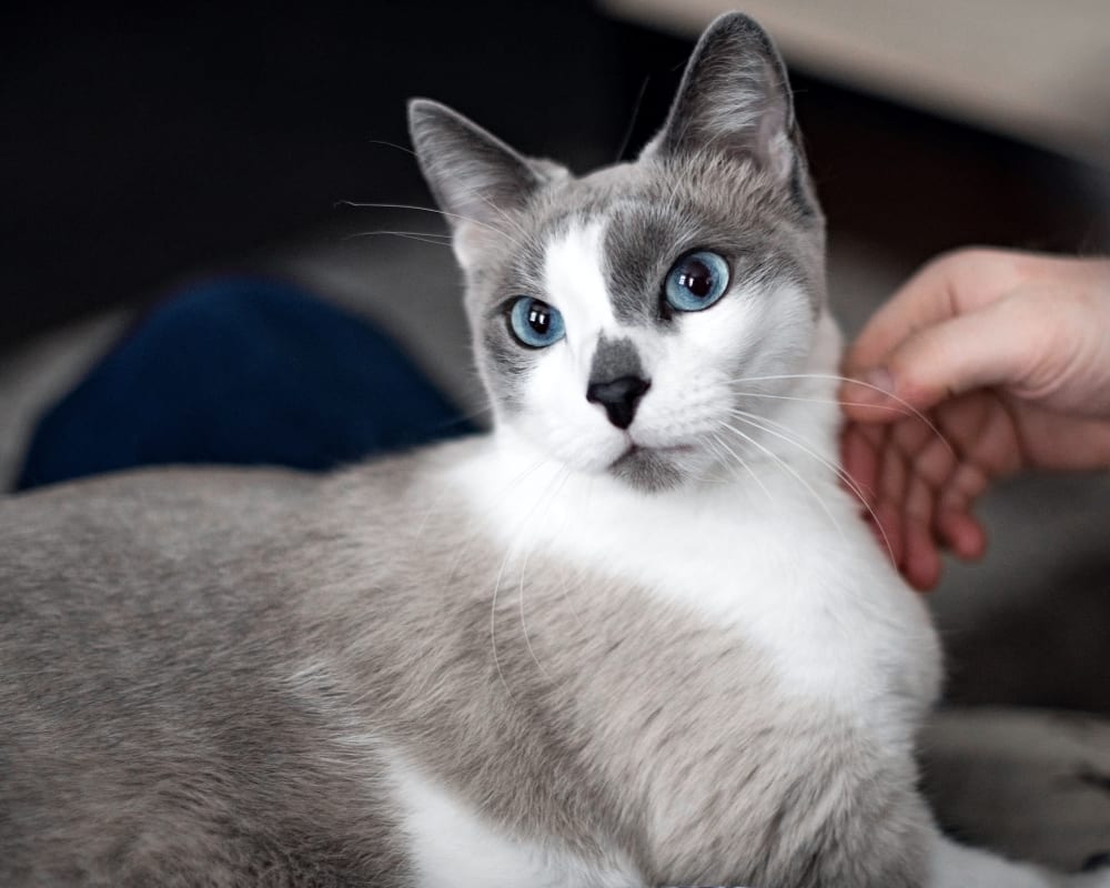 South Hillsdale Animal Hospital | San Mateo Vet