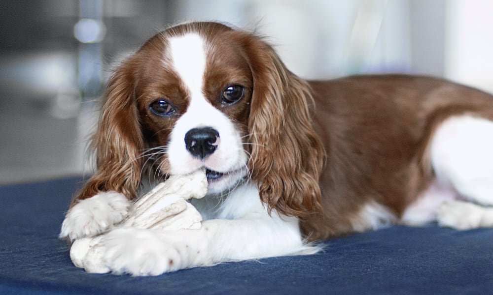 South Hillsdale Animal Hospital | San Mateo Speciality & Emergency Vet