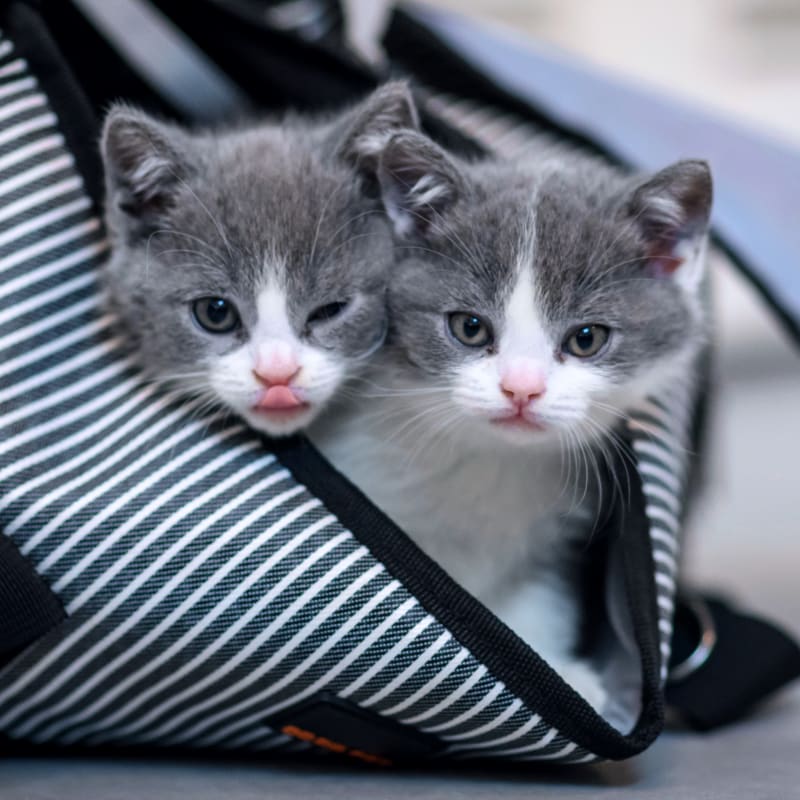 Kittens Vet Care in San Mateo